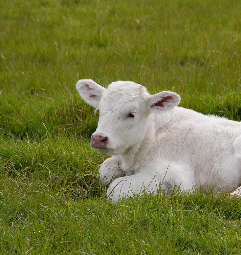 Zwiększone ryzyko mastitis na początku laktacji