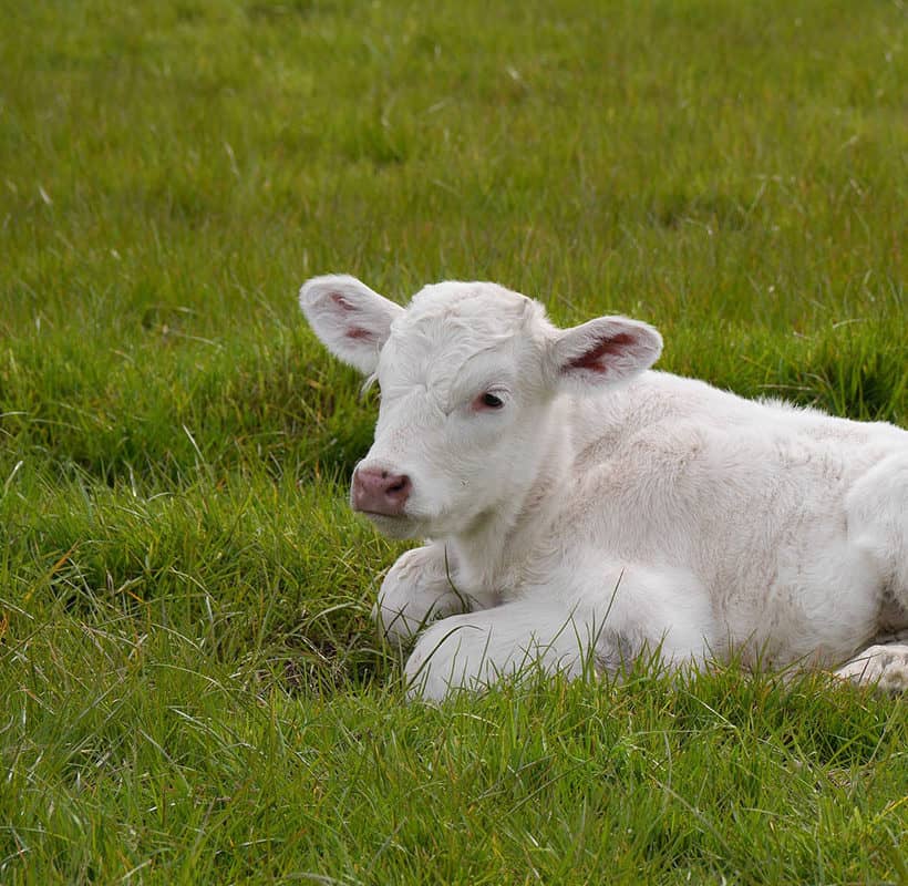 Zwiększone ryzyko mastitis na początku laktacji